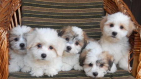 "MISLE DA MOGU TEK TAKO DA IH PUSTE NA ULICU" Menjaju se pravila za držanje kućnih ljubimaca u Beogradu!