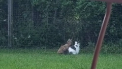 SEDELE SU NEPOMIČNO I ZURILE U JEDNU TAČKU: "Kada sam prišla zanemela sam od straha" (VIDEO)