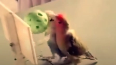 Pomeranje kuće ručno, ubijanje ptice bejzbol lopticom ili skijanje po lišću: Da nije snimljeno niko ne bi poverovao da se ovo može zaista dogoditi! (VIDEO)