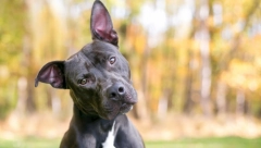 OVO SIGURNO NISTE ZNALI Evo zašto kučići naginju glavu u jednu stranu kada im pričamo