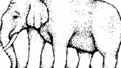 LUDILO NA INTERNETU Niko ne može tačno da odgonetne koliko slon ima nogu na ovoj slici: Nadamo se da ćete vi pogoditi!