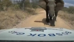 SLON BESNO KRENUO NA KOLA I RAZLUPAO IH: Vozač nije znao šta ga je snašlo, zaledio se od straha! (VIDEO)