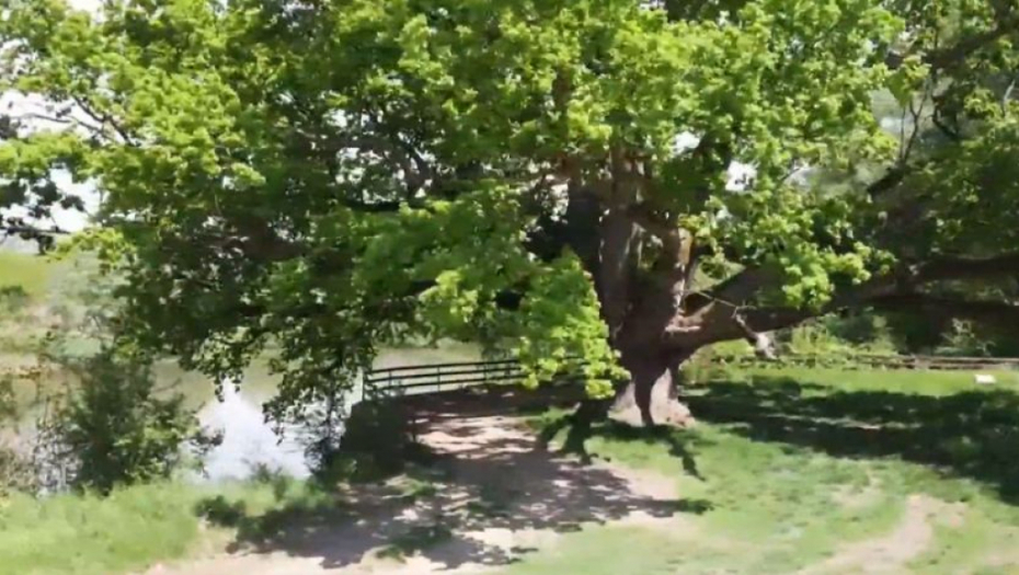 Selo kod Vlasotinca imalo 4 velika krstolika hrasta: Vekovima bili mesta okupljanja, opstala samo dva