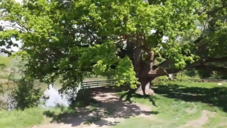 ČUDO KOD ARANĐELOVCA Drvoseča prerezao hrast, pa zanemeo kada je video prizor (FOTO)