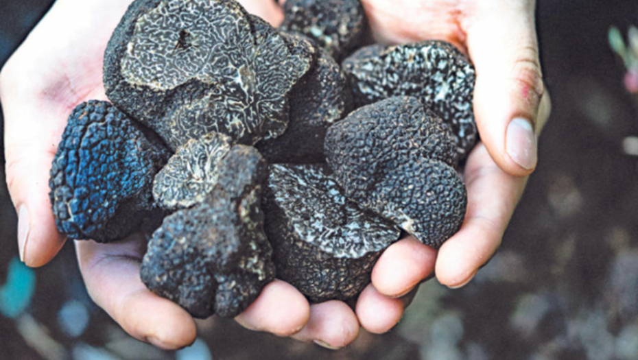 DOBRO SE SPREMITE ZA LOV NA TARTUFE! Evo kako se u Srbiji pronalazi najskuplja gljiva na svetu koja vredi 5.000 evra