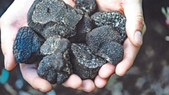 LOV NA "CRNO ZLATO" U SRBIJI LEGALIZOVAN Ne može da ih bere ko hoće, u Italiji se dobija 5.000 evra za kilogram!