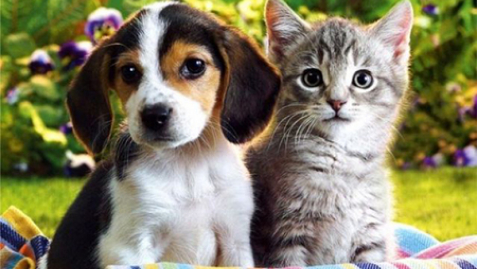 DA LI VIŠE VOLITE PSE ILI MAČKE? Odgovor na ovo pitanje otkriva, kakva ste osoba!