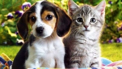 DA LI VIŠE VOLITE PSE ILI MAČKE? Odgovor na ovo pitanje otkriva, kakva ste osoba!