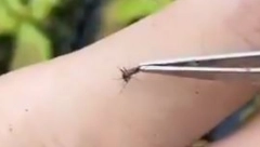 NEĆETE SE VIŠE ČEŠATI Kad vas ujede komarac, uradite samo jednu stvar i nema svraba