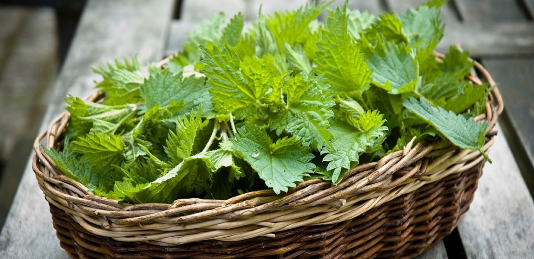 Imate alergiju na polen? Napravite infuziju od koprive