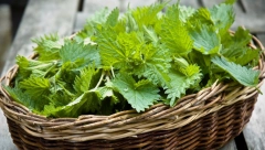 Popravite krvnu sliku: Izlečite anemiju pomoću prirodnog preparata od koprive