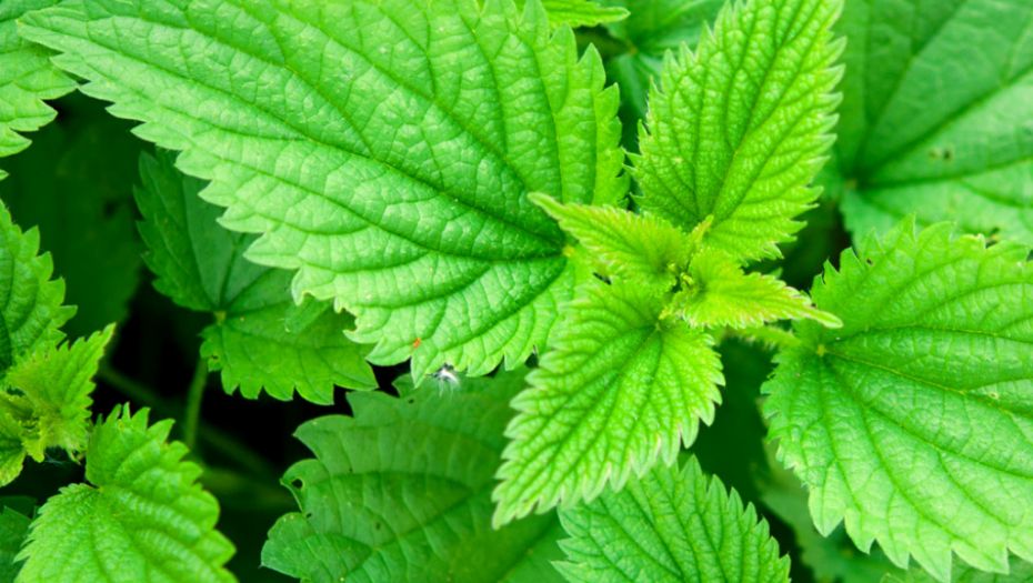 Ublažava simptome artritisa i osteoporoze: Recept za ulje od koprive