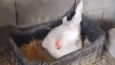 KINEZ SA SRPSKIM INATOM? Neverovarna priča! Komšije se posvađale, a onda je krenuo talas osvete!