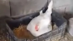 HOLANDSKA VLADA UBILA 25.000 KOKOŠKI Razlog je zabrinjavajuć