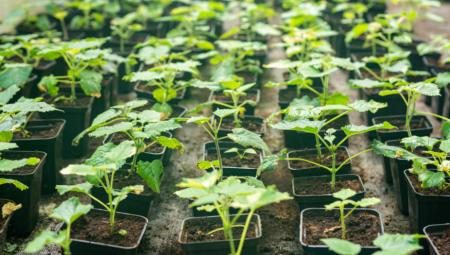 ZARADA 50.000 EVRA, A NIJE POTREBNO MNOGO ULAGANJA: Sadnice jeftine, a raste "kao iz vode", bitno je da ispunite samo jedan uslov