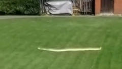 Piton Uroš prošetao Beo zoo vrtom i napravio pometnju: Evo šta je zmija naumila (VIDEO)