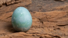 KO JE STARIJI, KOKOŠKA ILI JAJE? Naučnici su konačno došli do otkrica: Staro je više od 1.00 godina!