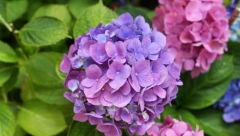 NEKA HORTENZIJA POSTANE KRALJICA VAŠE BAŠTE! Evo gde se sadi i kako treba da se neguje