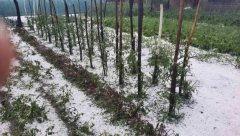JAKO NEVREME POGODILO SREM Grad tukao zasade! Meštani zabrinuti (FOTO/VIDEO)