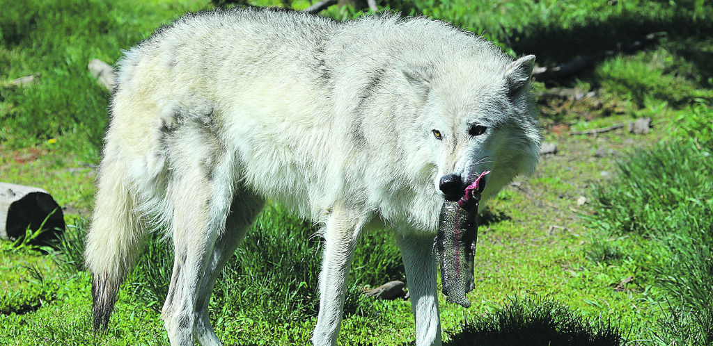 NEOBIČNO! Vuk ume da lovi ribu