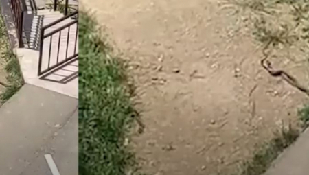 AKO SE PLAŠITE ZMIJA, NE GLEDAJTE OVAJ SNIMAK! Beograđanin ih snimio u svom dvorištu, a ono šta rade je zaprepastilo celu Srbiju! (VIDEO)