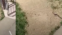 AKO SE PLAŠITE ZMIJA, NE GLEDAJTE OVAJ SNIMAK! Beograđanin ih snimio u svom dvorištu, a ono šta rade je zaprepastilo celu Srbiju! (VIDEO)