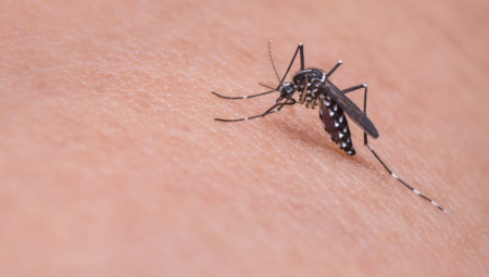 ULJE OD OVE BILJKE RASTERUJE INSEKTE Rešite se napasti bez skupe hemije