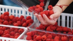 CRVENO ZLATO NAJSKUPLJE U ISTORIJI Za kilogram ovog voća očekuje se cena od 600 do 800 dinara ove sezone!