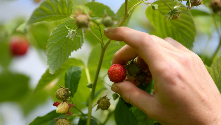 BRANJE MALINA - DOBRA ZARADA?! Najbolji berači "crvenog zlata" za dan mogu uzeti i 15.000 dinara