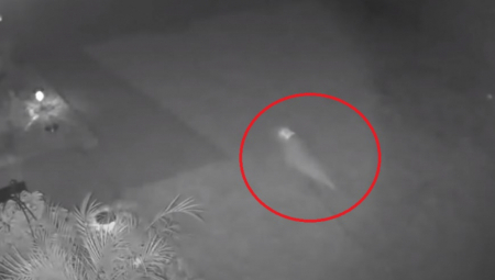 "Možda sam previše puta gledala Park Jure": Video s Floride jasno prikazuje "Bebu dinosaurusa" koji trči kroz njeno dvorište (VIDEO)