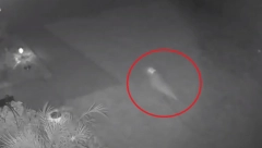 "Možda sam previše puta gledala Park Jure": Video s Floride jasno prikazuje "Bebu dinosaurusa" koji trči kroz njeno dvorište (VIDEO)