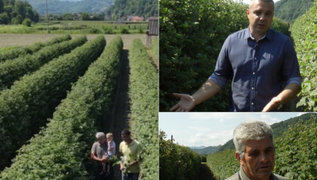 Nedeljkovići se pola veka gaje "crveno zlato": Sada su otkrili recept za uspeh i šta je ključno kod bavljenja ovim poslom (FOTO)