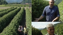 Nedeljkovići se pola veka gaje "crveno zlato": Sada su otkrili recept za uspeh i šta je ključno kod bavljenja ovim poslom (FOTO)