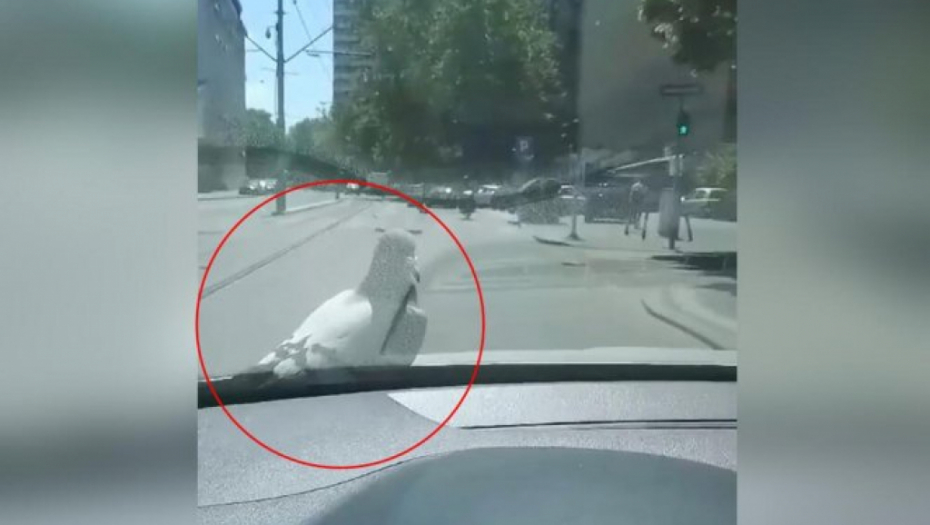 HAOS NA BEOGRADSKIM ULICAMA: Neverovatan prizor za kojim su se svi okretali! (VIDEO)