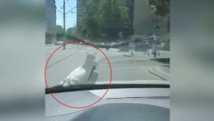 HAOS NA BEOGRADSKIM ULICAMA: Neverovatan prizor za kojim su se svi okretali! (VIDEO)