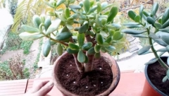 ZABODITE ZARĐALE EKSERE U SAKSIJU ILI VOĆKU! Nakon nekoliko dan desiće se čudo