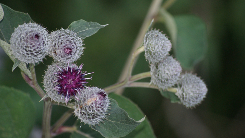 PRIMETIĆETE GA SAMO KAD VAM SE ZAKAČI ZA NOGAVICU Čičak ima magična dejstva na organizam