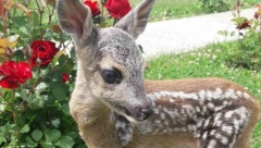 "Doneo sam ga kod mene kući, svi ga pazimo": Lane ostalo bespomoćno bez majke koju su rastrgli psi! (FOTO)