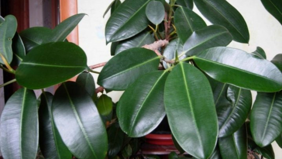 Feng šui pravilo: Ako želite da privučete bogatstvo, stavite fikus u ovaj deo vašeg doma