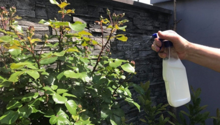 OJAČAJTE "IMUNITET" VAŠIM BILJKAMA! Mleko čini čuda za povrtarske vrste i cveće, a evo kako da napravite rastvor