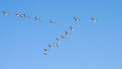 DA LI MOŽETE DA REŠITE MOZGALICU? Pitanje je jednostavno, koliko gusaka ima u jatu?