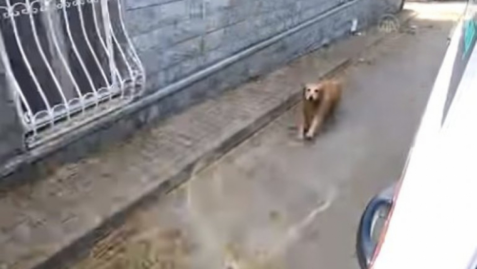 TO JE PRAVA LJUBAV: Ženi je pozlilo, a on je trčao za kolima Hitne pomoći sve do bolnice! (VIDEO)