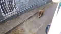 TO JE PRAVA LJUBAV: Ženi je pozlilo, a on je trčao za kolima Hitne pomoći sve do bolnice! (VIDEO)