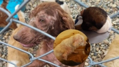 UZNEMIRUJUĆI SNIMCI Evo kako je manijak iz Kragujevca kasapio pse u azilu, odsečeni repovi, žive rane, životinje bez delova tela u boksovima punim izmeta (FOTO/VIDEO)