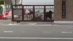 UZNEMIRAVAJUĆI SNIMCI! Medved satima divljao po gradu, više ljudi teško povređeno! (VIDEO)