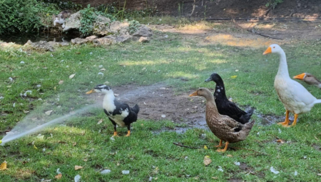KULIRANJE Za njih nema problema, evo kako se životinje rashlađuju u Beogradu (FOTO/VIDEO)