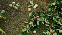 ŽESTOKO NEVREME U ŠUMADIJI! Vetar lomio grane i skidao crepove sa kuća (FOTO)
