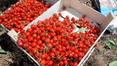 TREŠNJE ČISTE ORGANIZAM OD TOKSINA Bogate su vitaminima i jačaju kosti