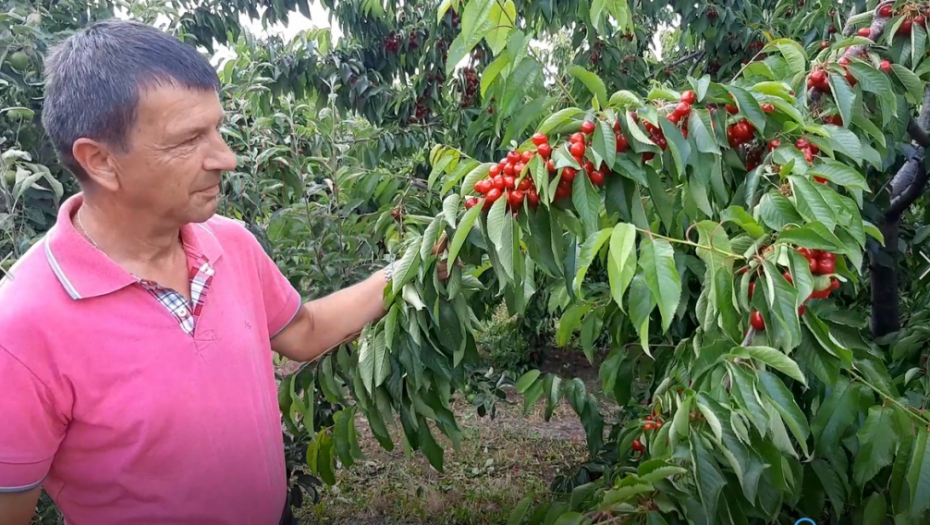 KOD ĐORĐEVIĆA VOĆKA PRERODILA Nije teška za održavanje, a može lepo da se zaradi (FOTO)
