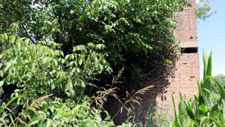 Kako je poskok ujeo dečaka za lice: Detalji drame u Nišu